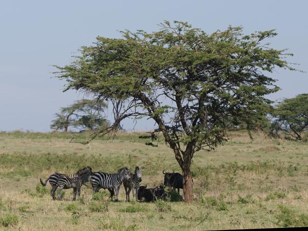 <h3><a href="/trips/tanzania/biota/animalia/chordata/mammalia/perissodactyla/equidae/equus quagga/equus quagga-nl.html">Equus&nbsp;quagga</a> / Plains&nbsp;zebra / Zebra</h3>OM-1 Mark II met OLYMPUS M.150-400mm F4.5, 1/2000 sec  bij F4.5, ISO 320, afstand 118&nbsp;m